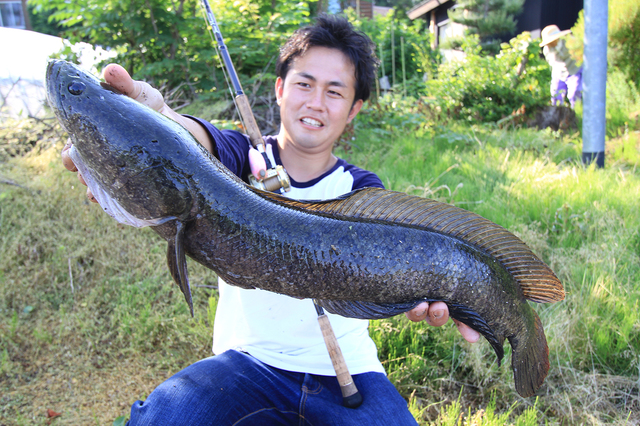 小塚さんが釣り上げたライギョ