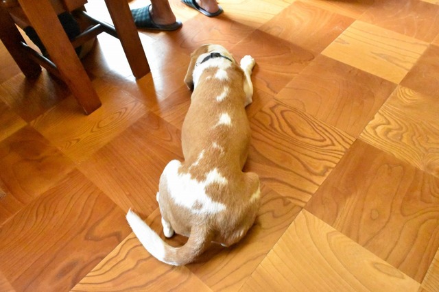 疲れた時はユロくんのお尻を眺める