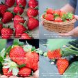 いちご4品種