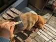 【ダイソー ペット用ブラシ】まだ椅子から飛び降りられないのでおとなしくブラッシングさせてくれました