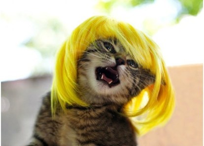 猫】グラサンもカツラも似合っちゃう!? カッコかわいい「おしゃれ猫 