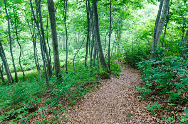 山伏山 裏登山道