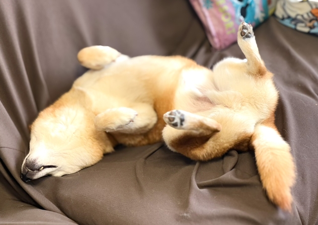 【犬の健康を守るアプリカルテコ】ヘソ天で寝ている時に計測してみると、超リラックスモードに