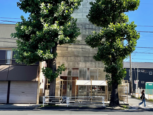 【アンダーブラフコーヒー】この太い樹がアンダーブラフの目印です