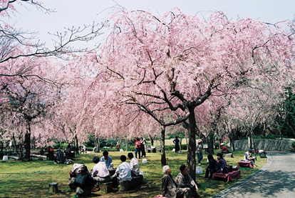 お花見 思わずうっとり ライトアップ夜桜 おすすめスポット13 写真 17 22 ウレぴあ総研