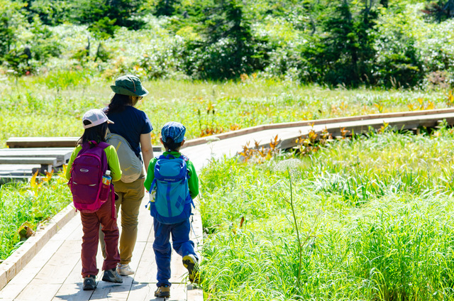 ミズバショウ湿原や、ワタスゲ湿原を巡るだけなら、平坦で、木道をのんびり歩ける｜栂池自然園