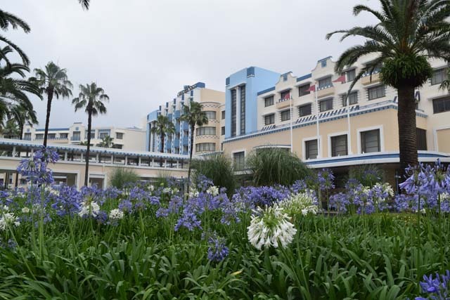 ロビーに咲くアガパンサス