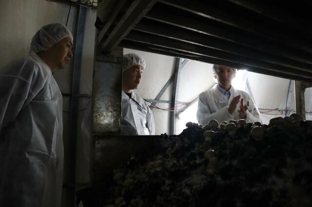 「帯広市川西町 農業法人 鎌田きのこ株式会社（とかちマッシュ（R））」＜期間：2025年10月1日～12月19日＞【東京ドームホテルに「海鮮パフェ」や「紅ズワイ蟹」「メロン」など、北海道の魅力溢れるメニューが勢揃い！『北海道グルメブッフェ 2025』開催！】