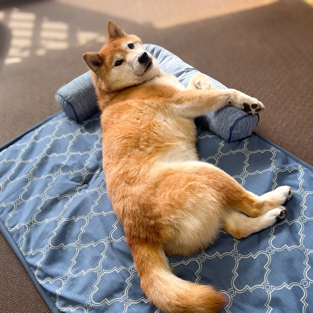 【ニトリ ペットごろ寝マット】肌触りはひんやりもちもち♪