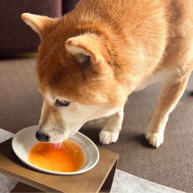 【犬用ビールSNUFFLE】一気にゴクゴクと飲んでいます！