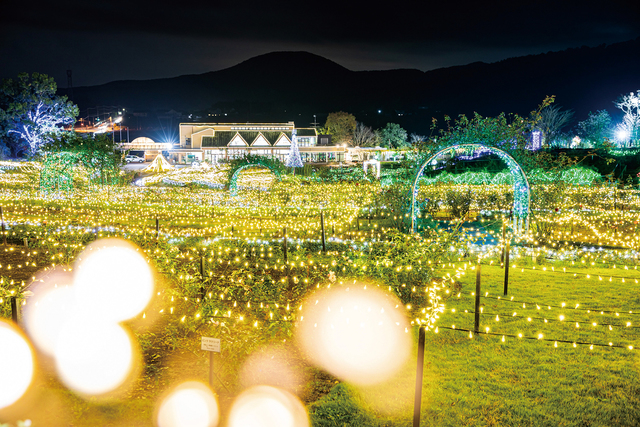 茨城県フラワーパーク イルミネーション