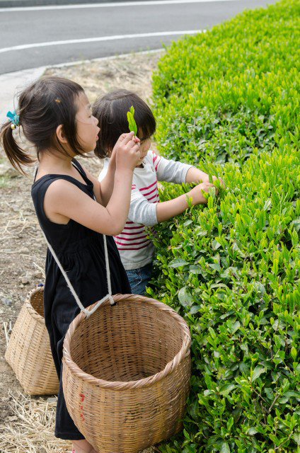 茶摘み体験!