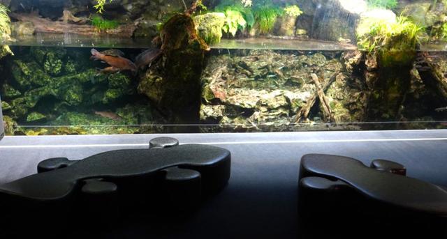 京の川エリアのオオサンショウウオ型ベンチ　