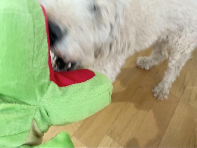 【アイリスオーヤマ：ボンビ アニマルミトン HAPPY ZOO】だんだん激しくなってきます…