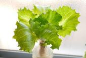 【キッチン菜園におすすめの野菜：レタス】水耕栽培に向いている野菜