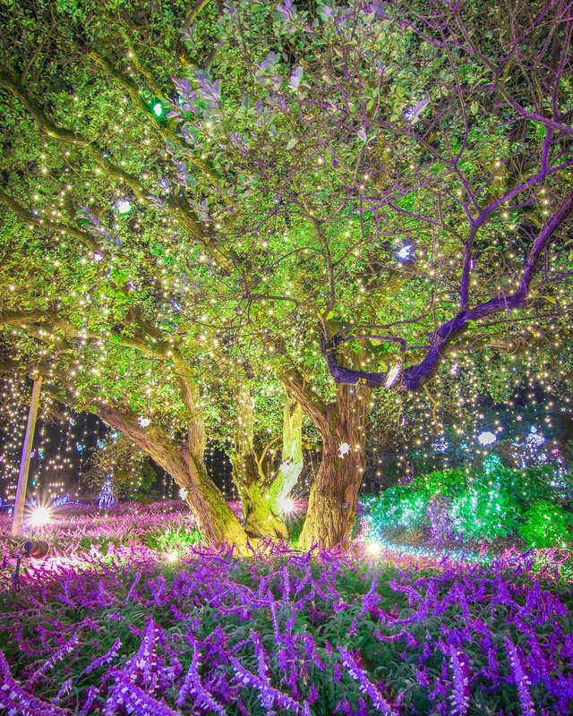 【あしかがフラワーパーク「光の花の庭」】11月中旬まで！「生命の樹」