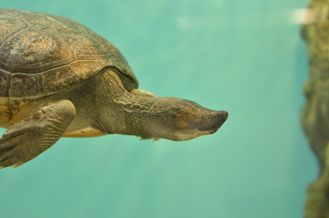 水槽で泳ぐ「バタグールガメ」は、インド東部などに生息している 