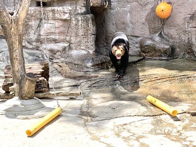 へっへっへ。暑いね。と目で訴えてくるマレーグマのマーサ