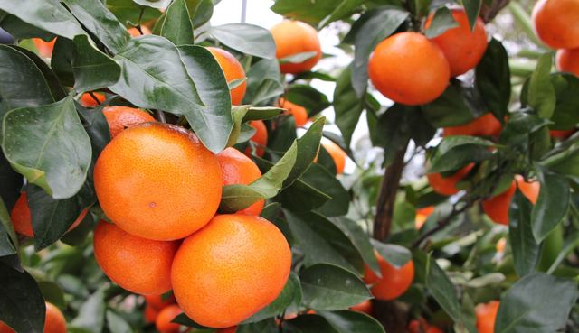 「小原紅早生(おばらべにわせ)みかん」