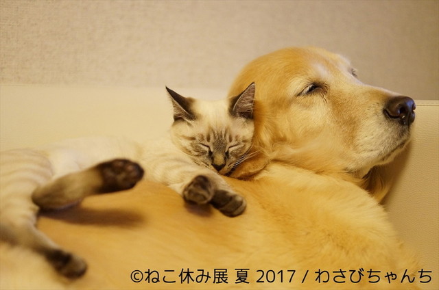 ねこ休み展 夏 2017
