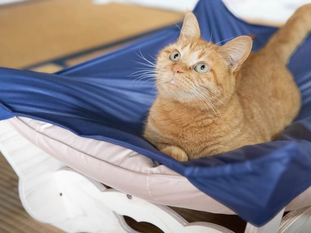 カラーはネイビー、ベージュ、オレンジの3色展開