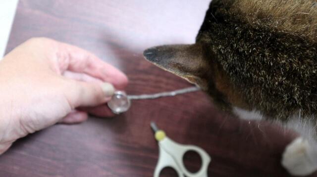 猫ちゃん、作業を邪魔しにきました【フェリシモ 猫部  猫毛を入れられるロケットペンダント】