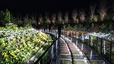 フラワーラグーン イルミネーション