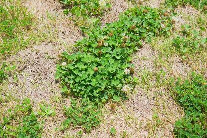 動く雑草 庭を全面コンクリにしたいと思うほど悩まされた「雑草」。コレ使って3