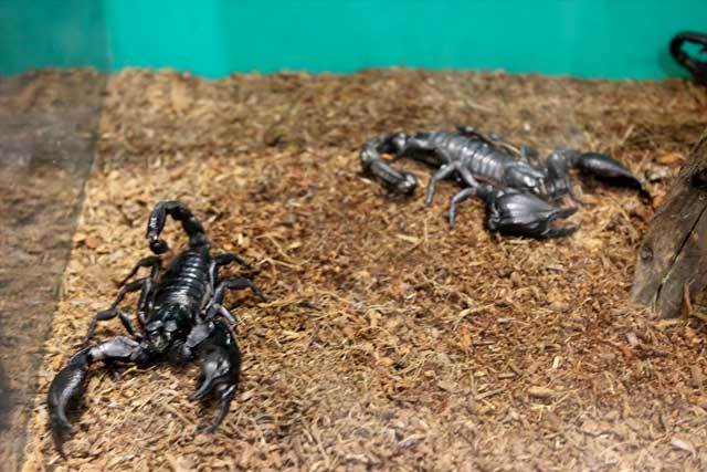 チャグロサソリ