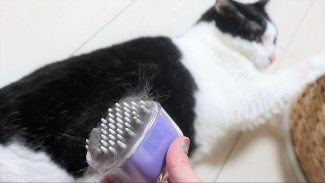 【Cheerble キャンディ・ブラシ】毛の取れ高！