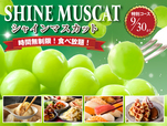 「シャインマスカット食べ放題コース」＜期間：2026年9月17日～9月30日＞【【ニラックスブッフェ】シャインマスカットが“時間無制限”で食べ放題！店舗限定で『シャインマスカット食べ放題』がスタート！】