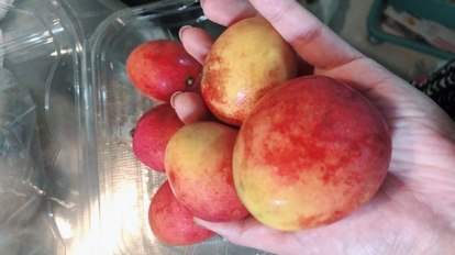 実録 都会暮らしを捨て 南国移住 沖縄で暮らすメリットとデメリット 1 2 ハピママ