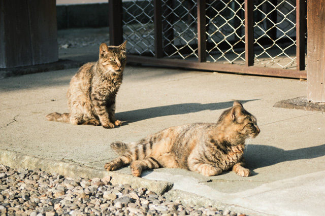 カメラ女子が撮影した“ふわふわ＆もふもふ”の猫たち
