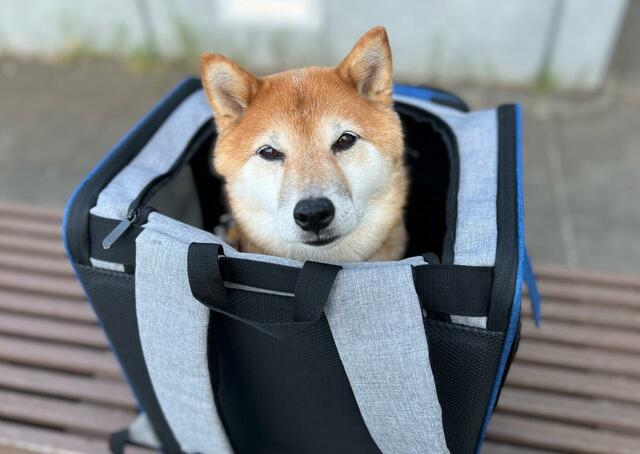 【Grarg犬猫キャリーリュックバッグ拡張可能3WA】型崩れしづらく安定しているので、入り心地も良さそうです