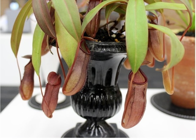 食虫植物トークショー/会場の様子