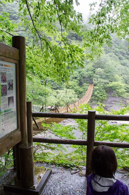 寸又峡「夢の吊り橋」。この日の寸又川はあいにくの濁流