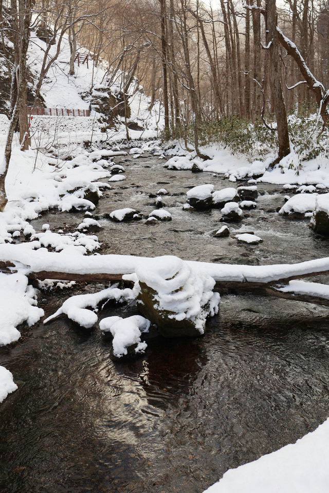 【冬の国立公園プライベートツアー】ネイチャーガイドいわく、冬は奥入瀬渓流の“本来の姿”が楽しめるそう