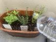 【ハーブ　ガーデニング】寄せ植えのやり方：4. 土を周りに入れ、水をたっぷり与えて半日陰に置いて完成