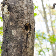キツツキの巣穴｜白馬岩岳「ねずこの森」