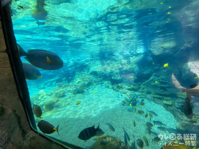 アウラニの風景