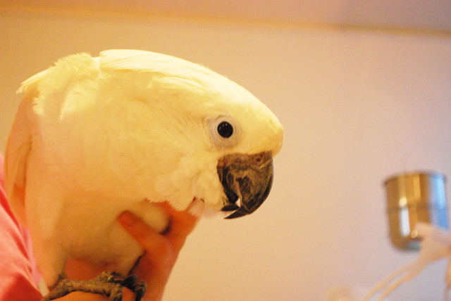 ことりカフェ／表参道店・ことりたち