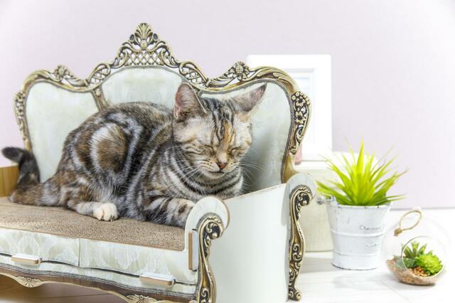 交換できる爪とぎソファハイバッグ　使用イメージ