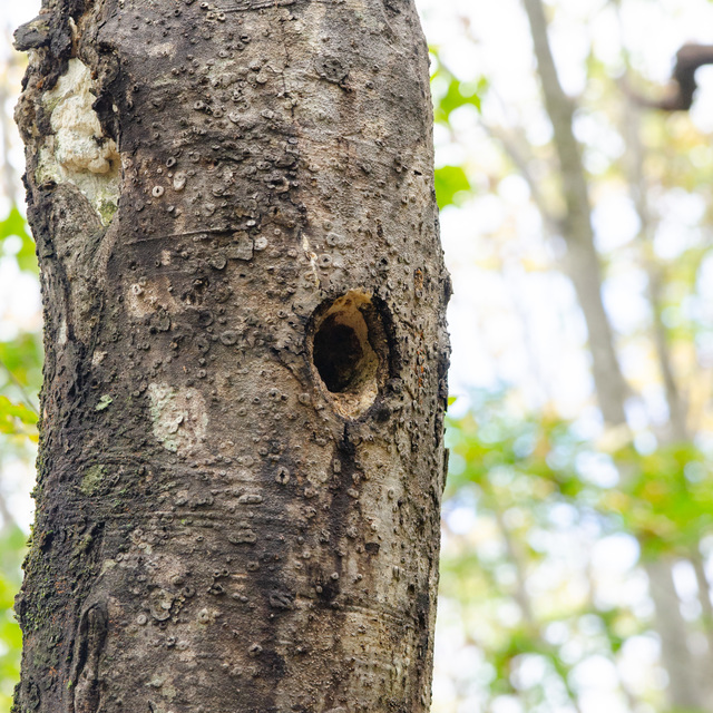 キツツキの巣穴｜白馬岩岳「ねずこの森」