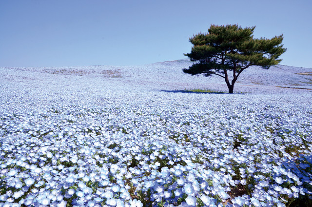 青 の絶景が美しすぎる 450万本のネモフィラは青空につながる 花の絨毯 ハピママ