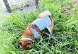 【カインズ 不快害虫から愛犬を守るサマーウェア】草むらに入っても安心