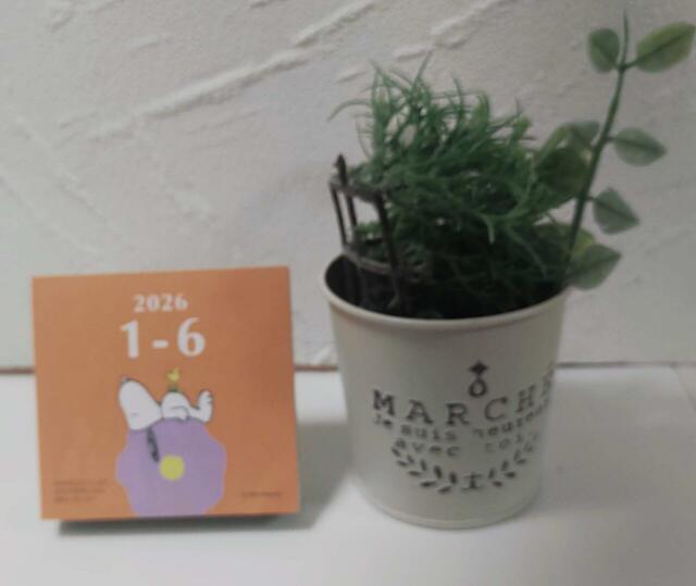 インテリアにも♪