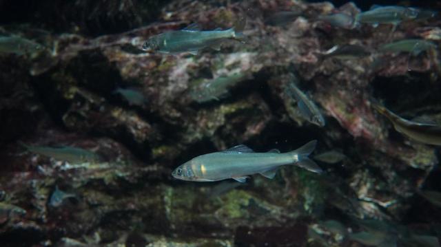 新しくメンバーに加わったアユ