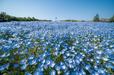 ネモフィラ／4月中旬～5月中旬 なばなの里【三重・桑名】