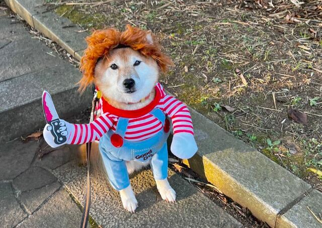 【犬用チャッキーコスチューム】後ろ足が隠れる場所を探して撮影しよう