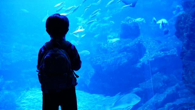 約50種の魚が泳ぐ大水槽。新入りはヒラメ!